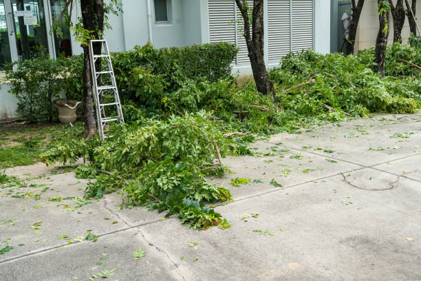 Best Hazardous Tree Removal  in Random Lake, WI